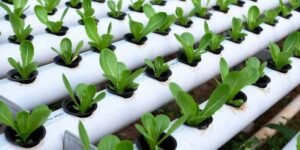 Membidik Peluang Bisnis Pertanian di Kolombia